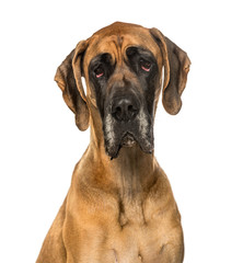 Great Dane against white background
