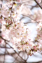 ふくふく地蔵の桜