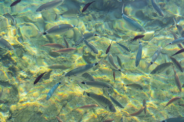Fototapeta na wymiar Fishes in the clear water, sun reflection, Aegean sea, Bodrum, Turkey