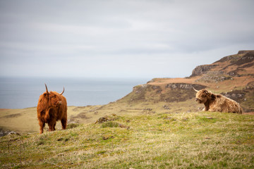 vache highland au bord de la mer à mull
