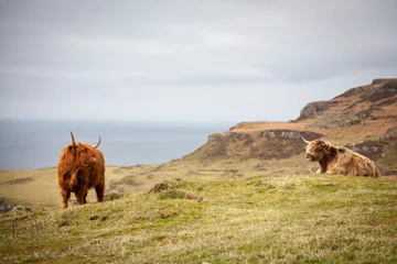 Crédence de cuisine en verre imprimé Highlander écossais vache highland au bord de la mer à mull