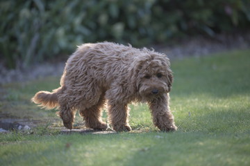 red cockapoo puppy running on grass