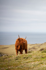 highland cow by the sea in mull