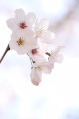 Fototapeta na wymiar ふくふく地蔵の桜