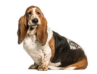 Basset Hound sitting against white background
