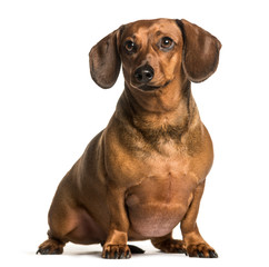 Fat dachshund sitting against white background