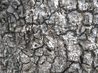 Tree texture background of old Tree in the Nature park