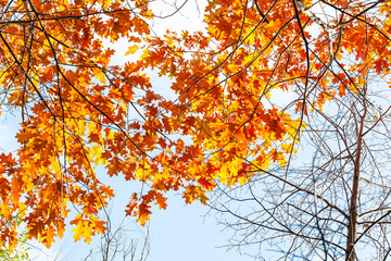 orange leaves of Red Oak tree under blue sky