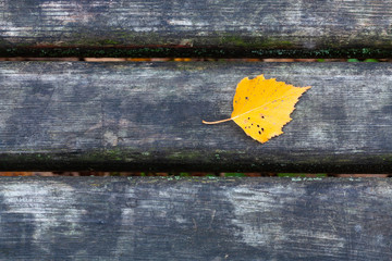 yellow birch leaf on wet black bench in city park