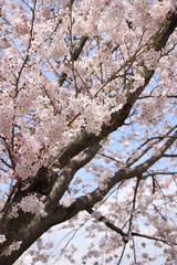 ふくふく地蔵の桜