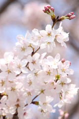 ふくふく地蔵の桜