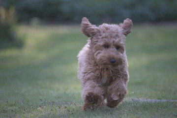red cockapoo puppy running on grass