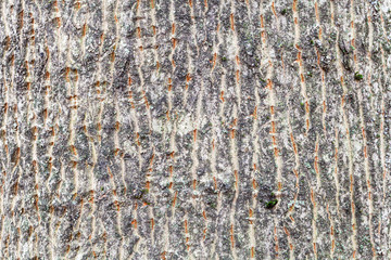 Fototapeta premium furrowed bark on trunk of maple tree close up