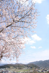 Naklejka premium ふくふく地蔵の桜