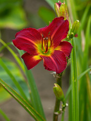 Fototapeta premium Close up of Hemerocallis Hybrid 'So Excited', Daylily in a flower border