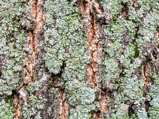 lichen on bark on mature trunk of box elder tree