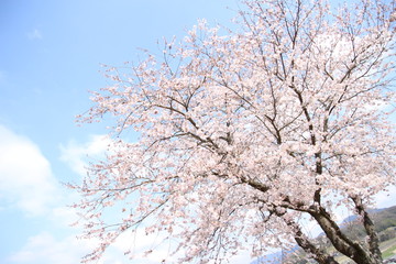 ふくふく地蔵の桜
