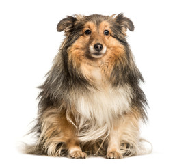 Shetland Sheepdog, Sheltie, sitting against white background