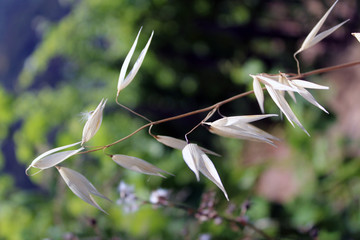 Forma di foglie di Avenaeae © mauro tombolini