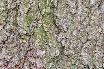 wrinkly bark on old trunk of pine tree close up