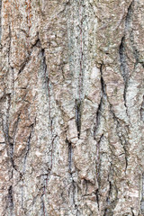 rough bark on mature trunk of poplar tree close up