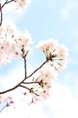 ふくふく地蔵の桜
