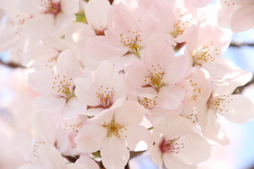 ふくふく地蔵の桜