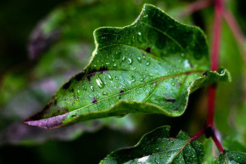 feuille gouttes d'eau 