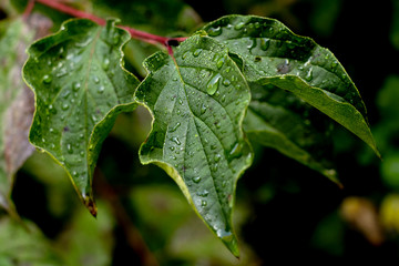 feuille gouttes d'eau 