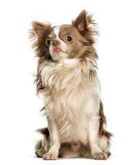 Chihuahua sitting against white background