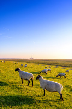 Flock of sheep grazing on pasture at the North Sea, Westerheversand, Germany