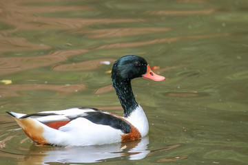 Wildenten