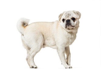 Fototapeta premium Pug standing against white background