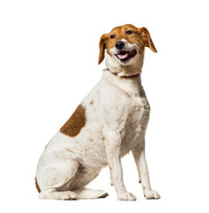 Mixed-breed dog against white background