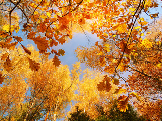 autumn landscape forest with yellow red leaves with sunny light beams
