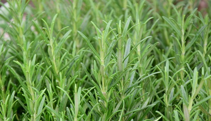 Obraz premium Kräuter - frische Kräuter - Kräutergarten - Kräuter im Topf