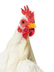 White chicken against white background