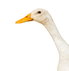 Close-up on a Duck against white background