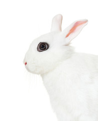 White Rabbit isolated on white