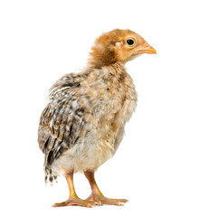 Domestic chick standing against white background