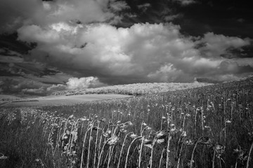 field of  Dried Ripe Sunflowers, Sunflower Field in rural France during early autumn, Infrared...