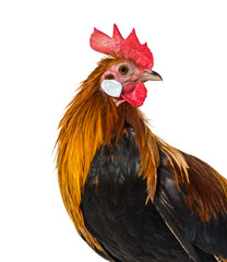 Belgian rooster against white background