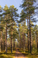 landscape with dirt road