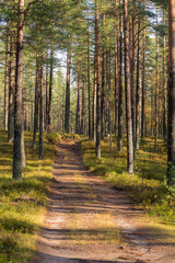 dirt road in a pine forest