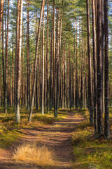 landscape in a pine forest