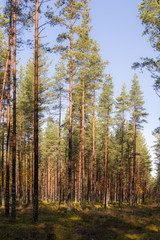 landscape in a pine forest