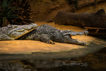 Krokodile Wildlife