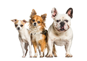 Obraz premium Chihuahuas and French bulldog standing against white background