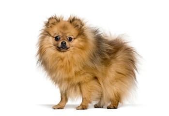 Spitz standing against white background