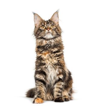 Main coon cat sitting against white background